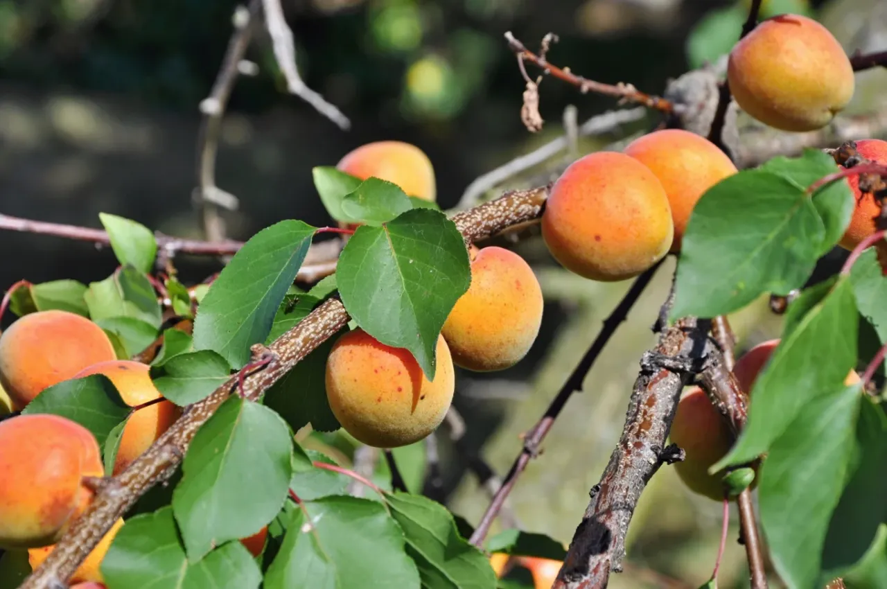 Dojrzałe morele na gałęziach. Drzewko owocuje po kilku latach, dając słodkie owoce.