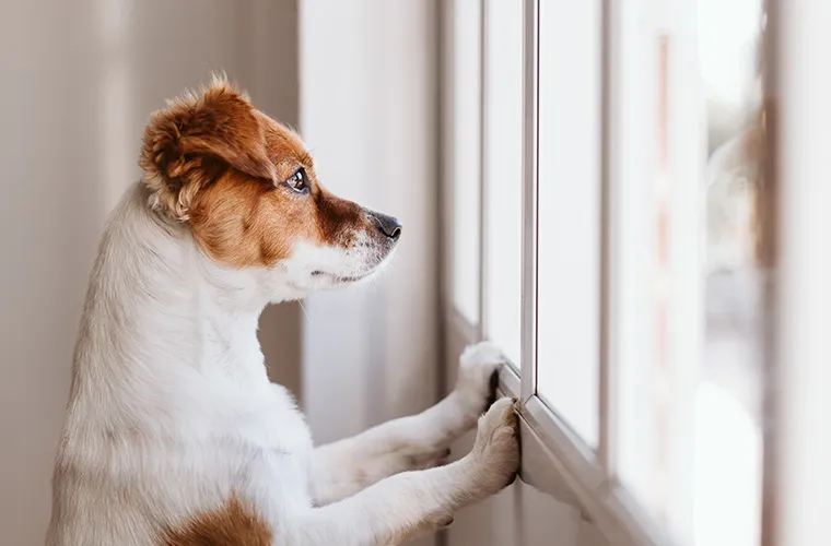 objawy lęku separacyjnego u psa