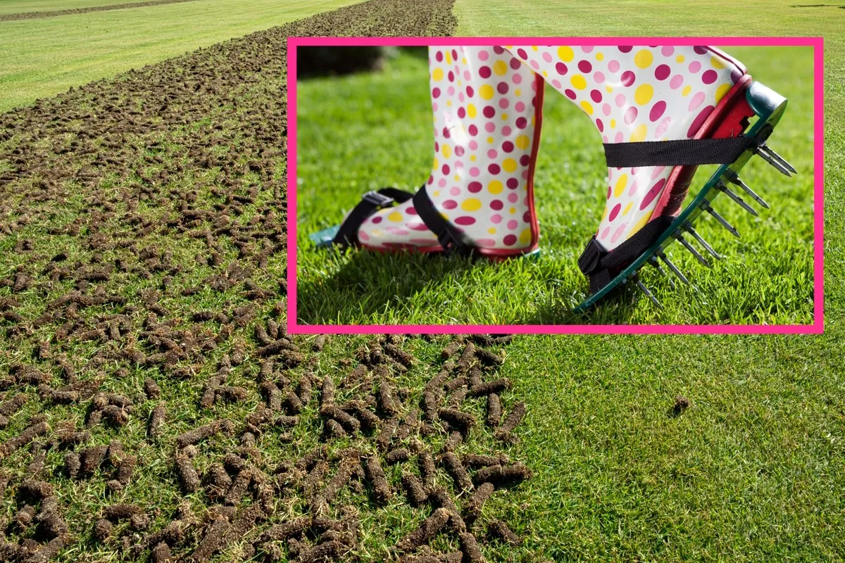 mechaniczne usuwanie kęp trawy