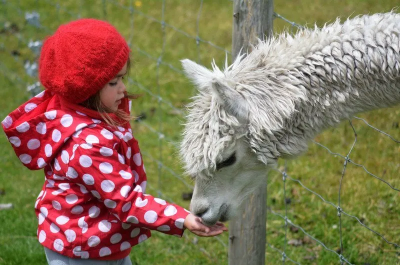Zdjęcie Gdzie na Śląsku znajdziesz mini zoo, które zachwyci całą rodzinę?
