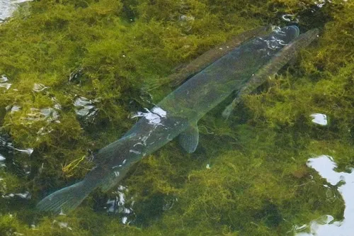 Zdjęcie Jaką wędkę na żywca wybrać, by nie stracić dużej ryby?
