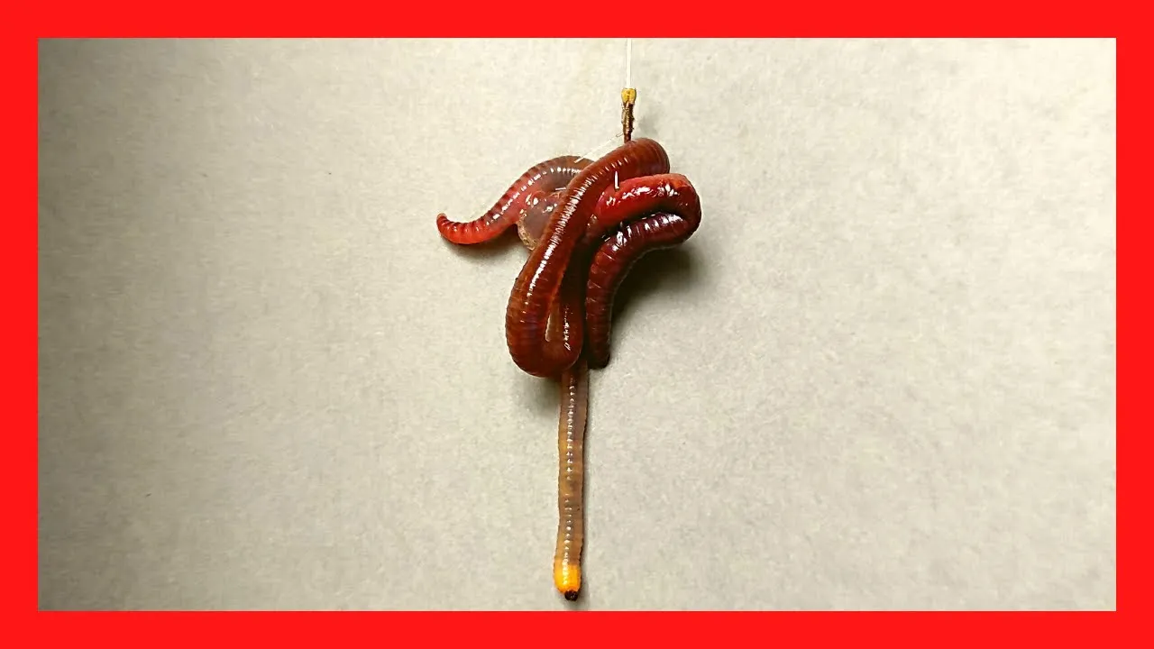 Zdjęcie Jak założyć dżdżownice na haczyk, aby zwiększyć szanse na ryby