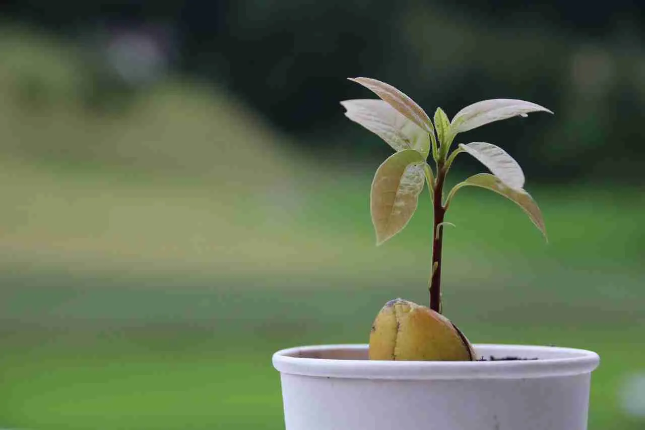 Zdjęcie Cuando plantar aguacate para asegurar un crecimiento exitoso