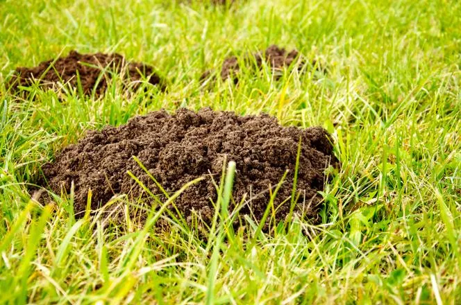 Zdjęcie Skuteczne sposoby na krety na trawniku – pozbądź się ich raz na zawsze