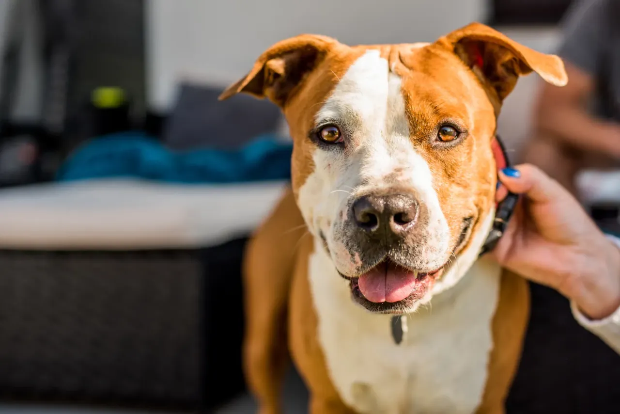 Zdjęcie Amstaff ma sierść czy włosy? Odkryj prawdę o pielęgnacji rasy