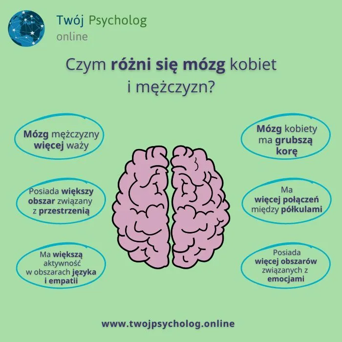 Zdjęcie Różnice między mózgiem kobiecym a męskim: fakty, mity i naukowe kontrowersje