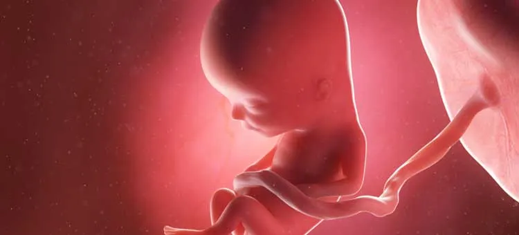 Zdjęcie 13 tydzień ciąży: Który to miesiąc i co się dzieje z płodem?