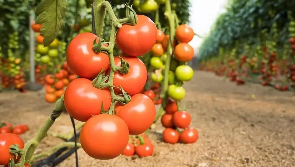 Zdjęcie Cuándo plantar tomates en Galicia para asegurar una cosecha exitosa