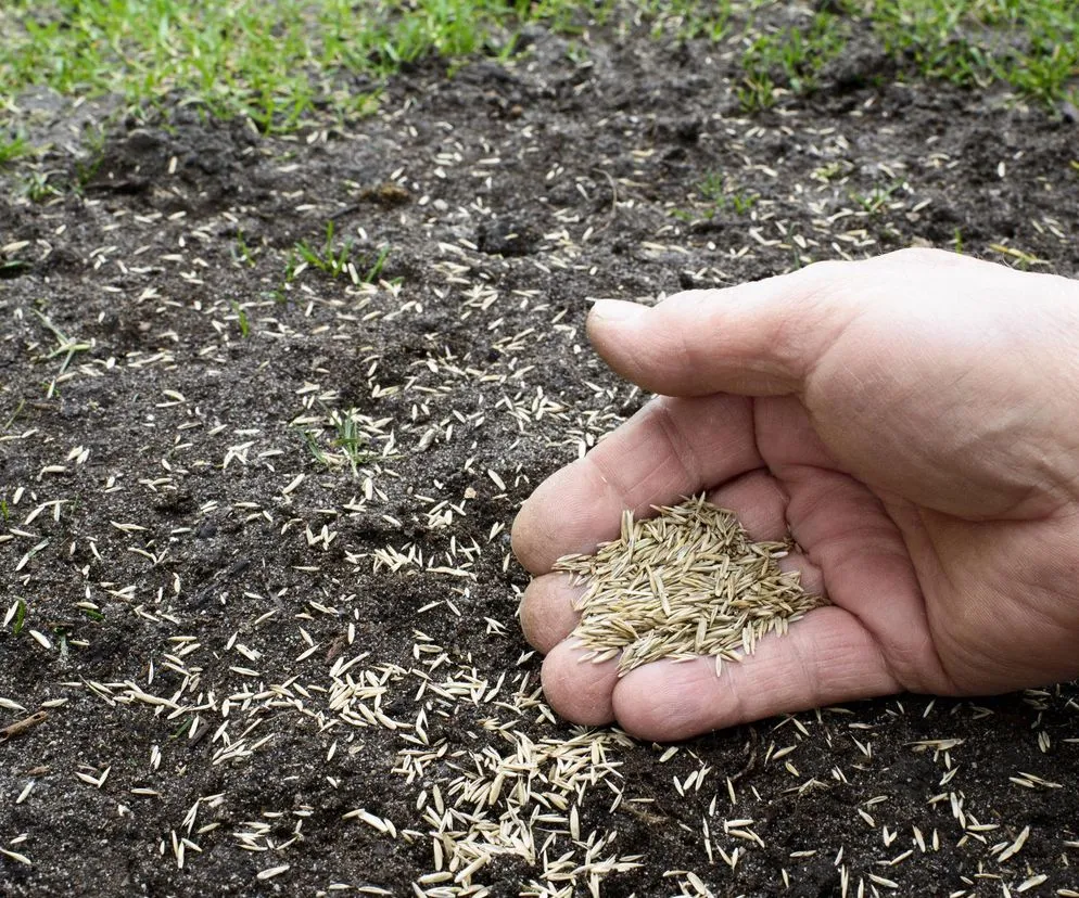 Zdjęcie Sadzenie trawy kiedy - najlepsze terminy dla zdrowego wzrostu