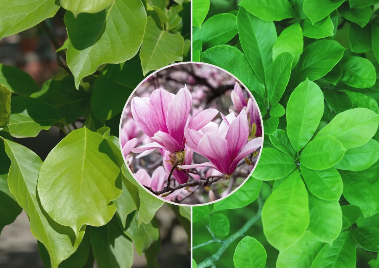 Zdjęcie Czemu magnolia nie kwitnie? Odkryj najczęstsze przyczyny braku kwiatów