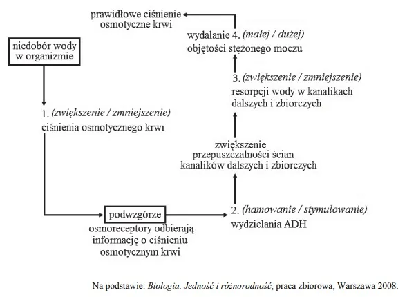 Zdjęcie Co to jest metabolizm w biologii i jak wpływa na organizmy?