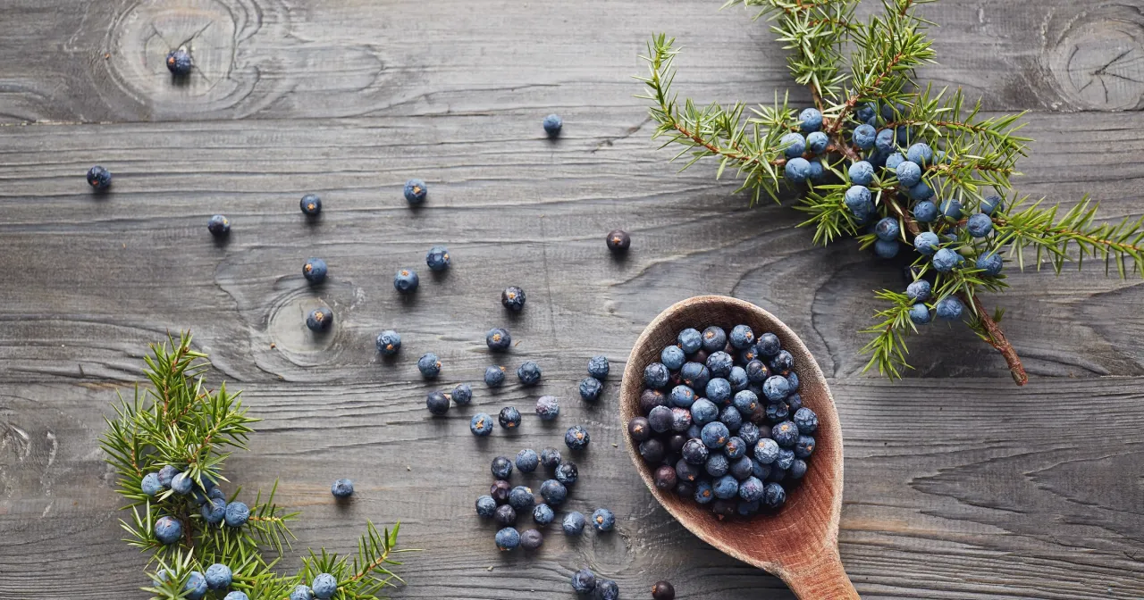 Gałązki jałowca i drewniana łyżka pełna owoców jałowca na szarym, drewnianym tle.