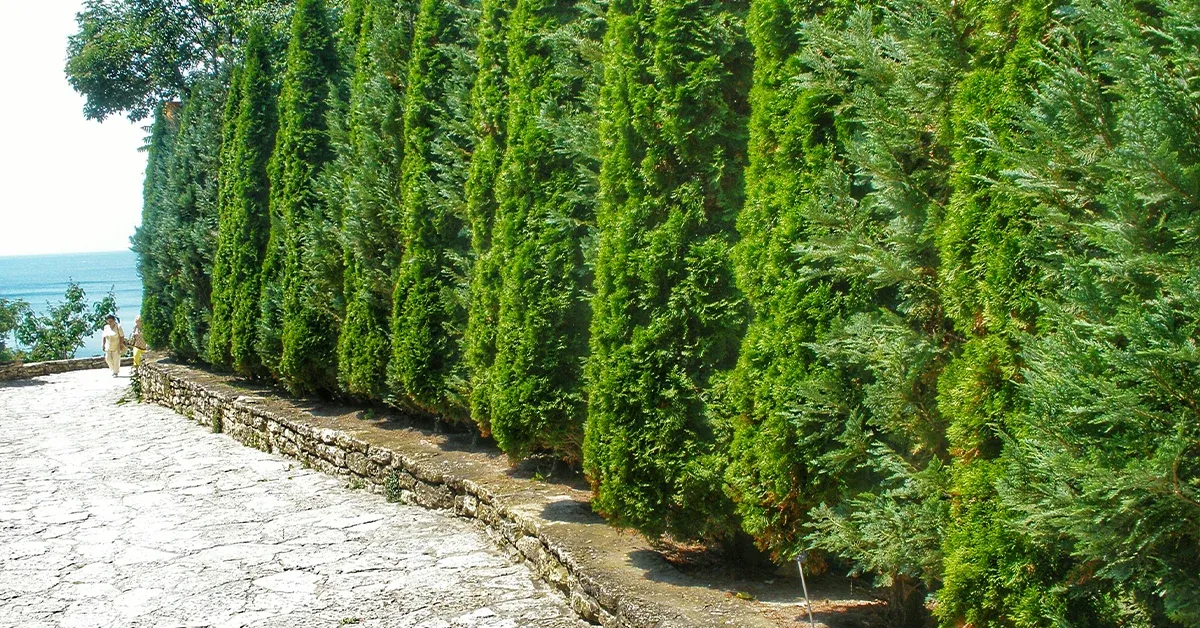 Sadzenie żywopłotu tuja Brabant Szmaragd