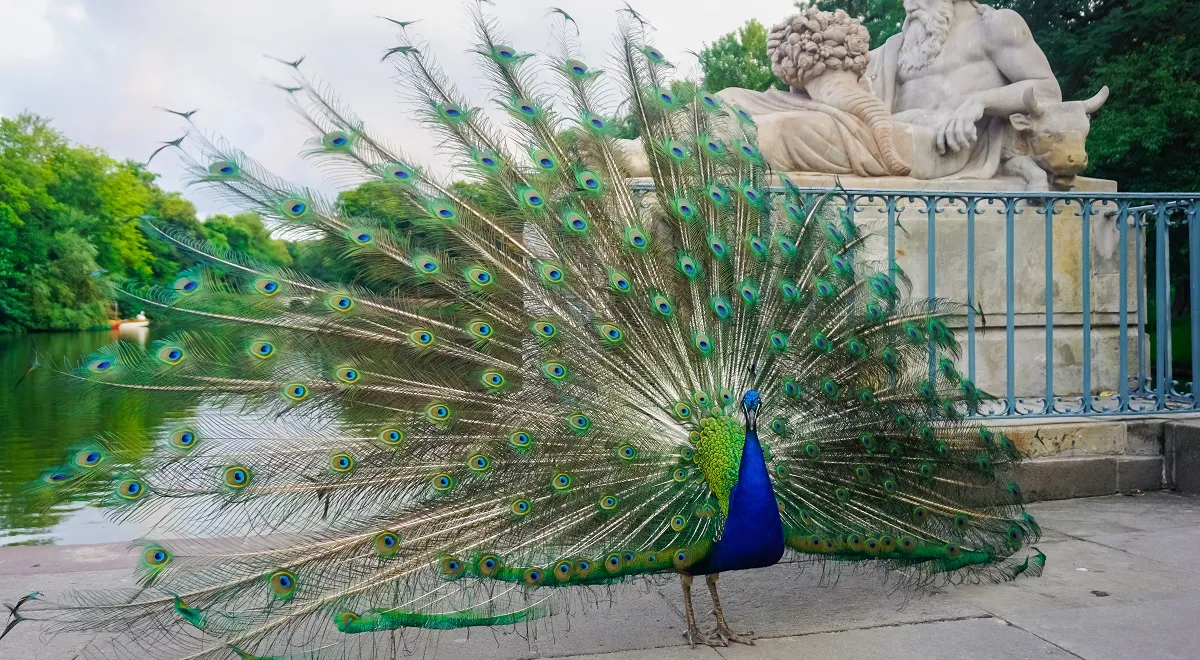 wiewiórki i pawie Łazienki Królewskie