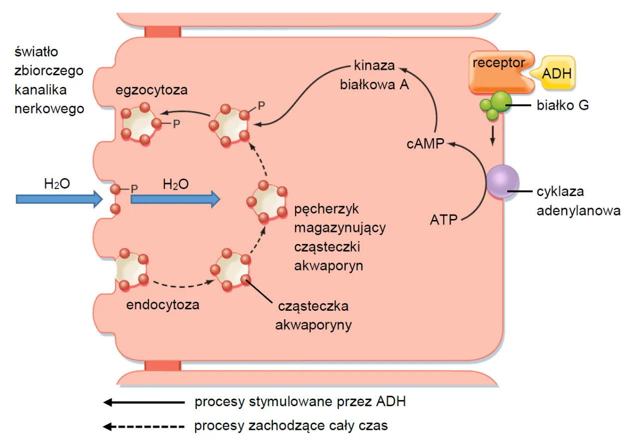 schemat resorpcji w kanalikach nerkowych