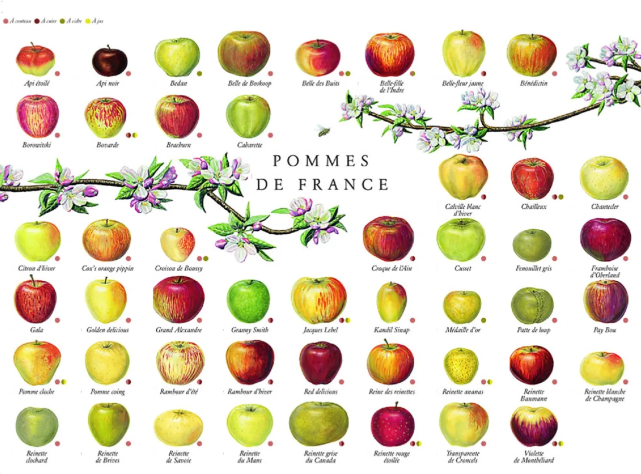 Diff&eacute;rentes vari&eacute;t&eacute;s de pommes pour la p&acirc;tisserie
