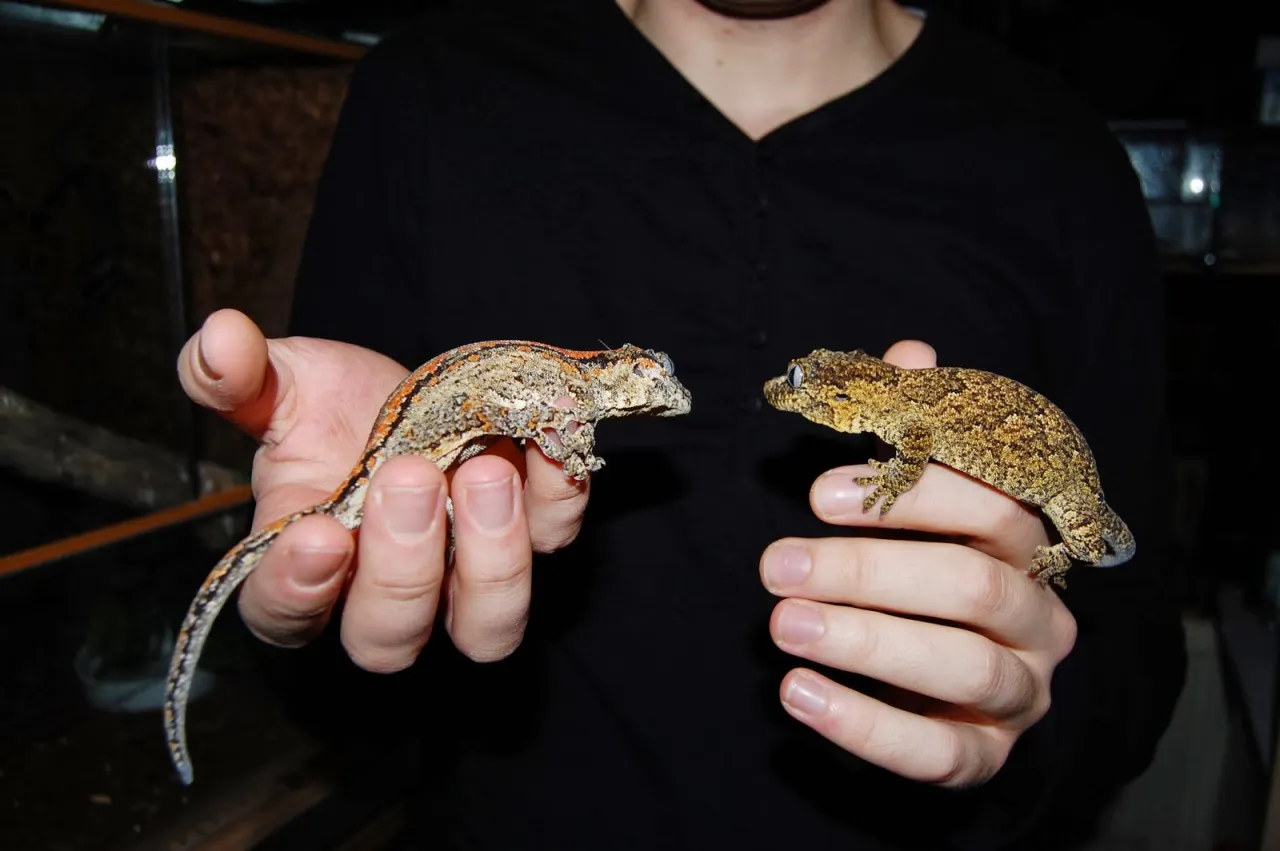 Gekon lamparci stres