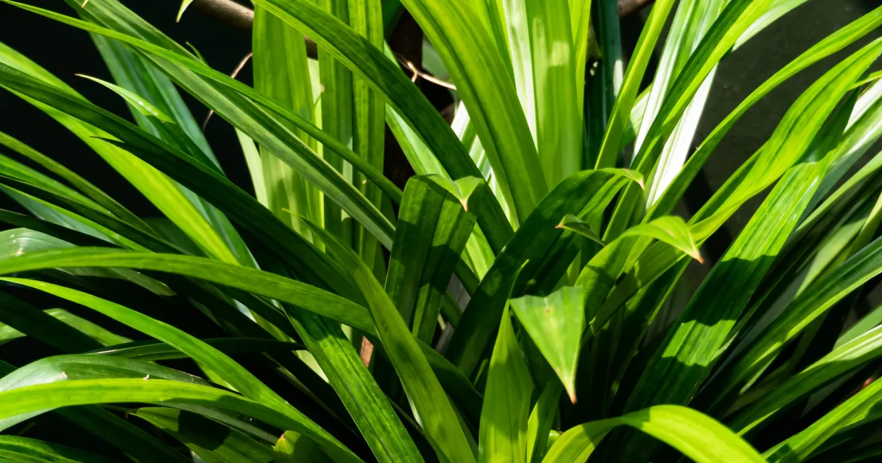 Zielone, długie liście pandanu, znane ze swoich właściwości aromatycznych i leczniczych, tworzą gęsty bukiet.
