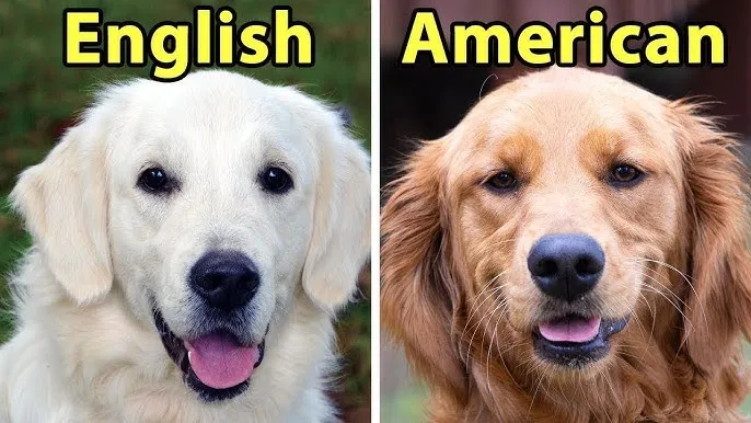 Golden Retriever typ brytyjski vs amerykański porównanie