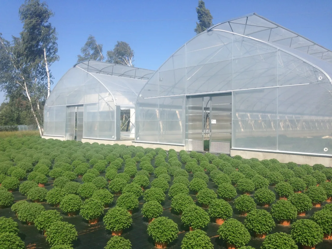 najbardziej dochodowe uprawy tunel foliowy