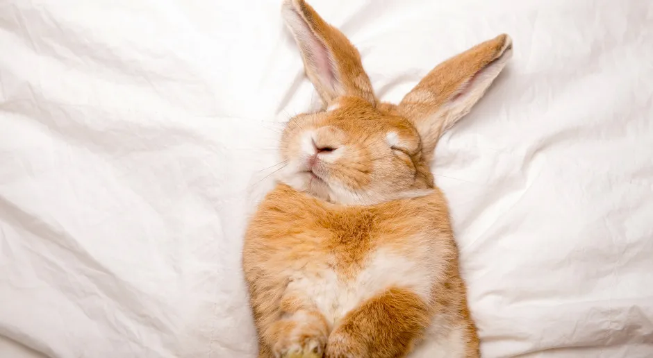 królik śpi z otwartymi oczami