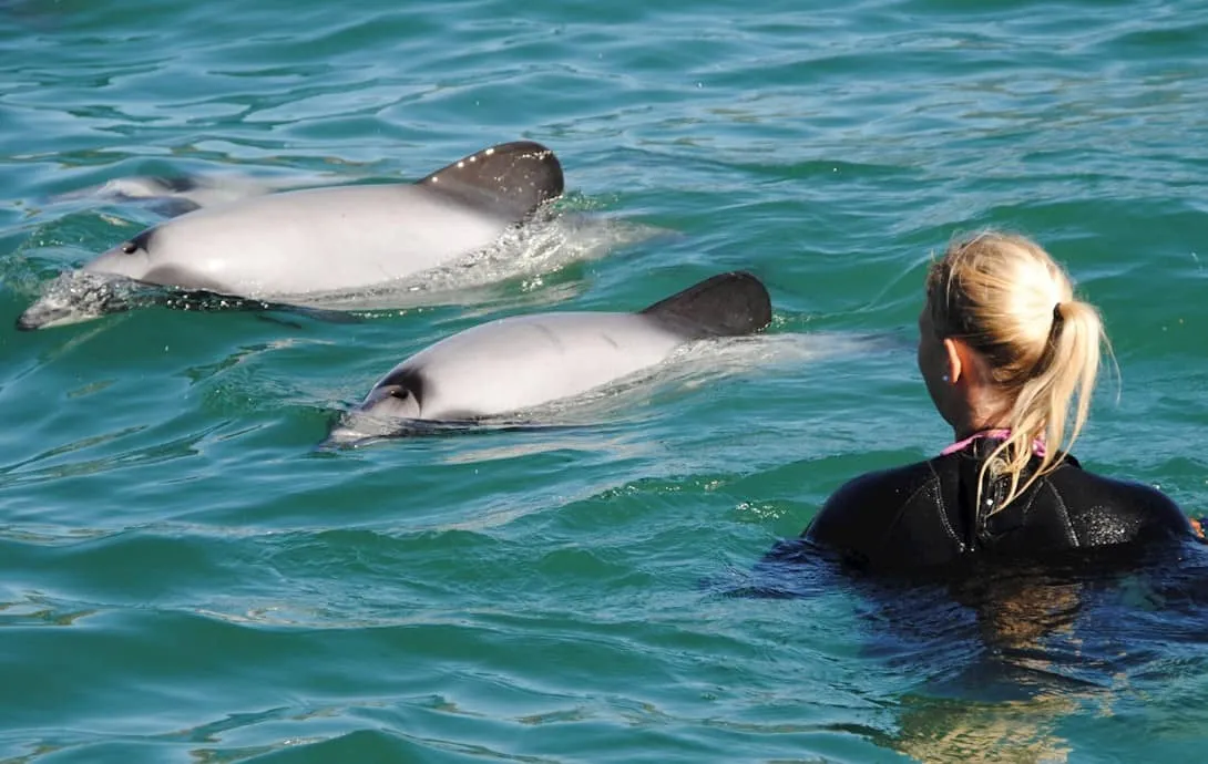 pływanie z dzikimi delfinami