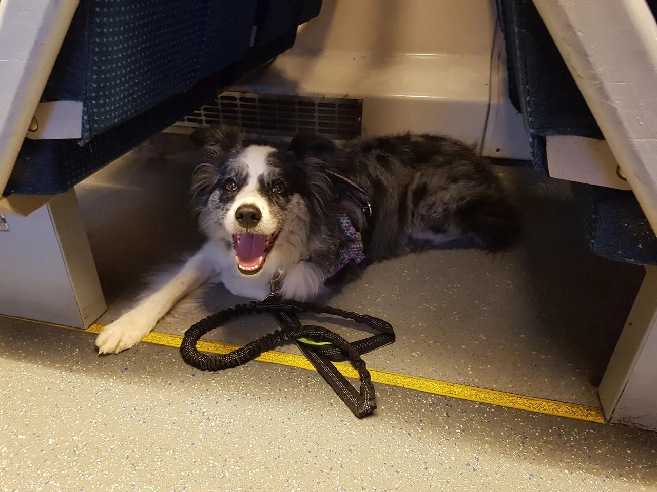 Pies w pociągu PKP Intercity