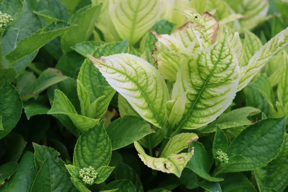 Chlorozowe liście hortensji objawy niedoborów