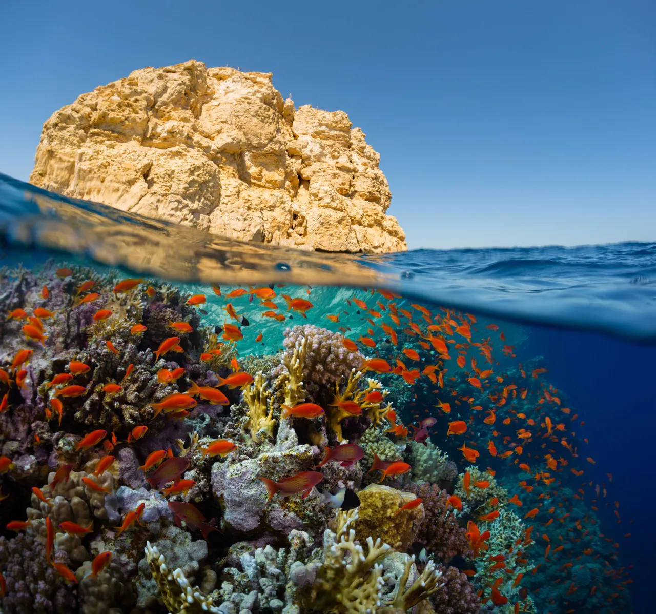 Egipt Morze Czerwone rafa koralowa nurkowanie