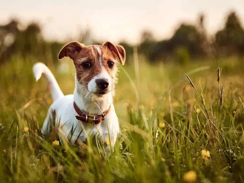 Jack Russell Terrier pełen energii, ciekawski