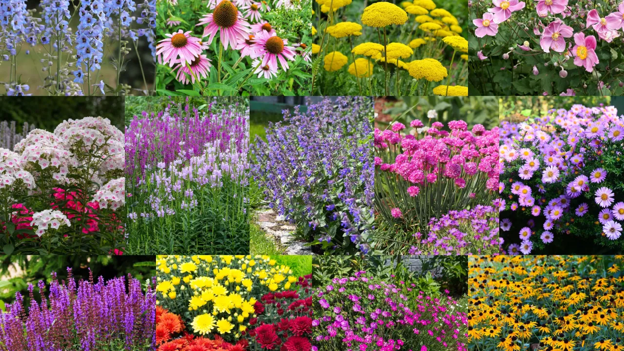 r&oacute;żnorodność bylin kwitnących całe lato