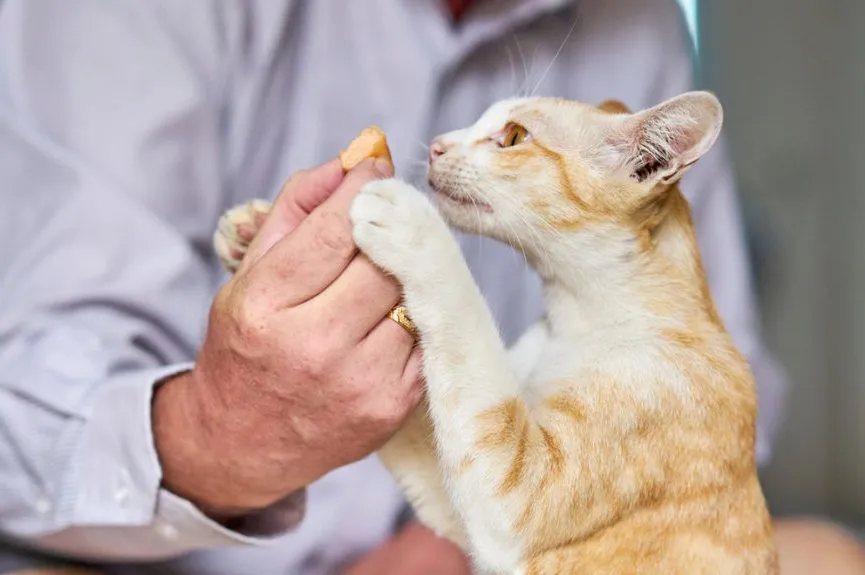 kot z zaciekawieniem patrzący na jedzenie człowieka