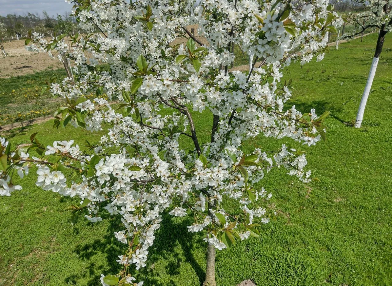 Czynniki wpływające na kwitnienie drzew