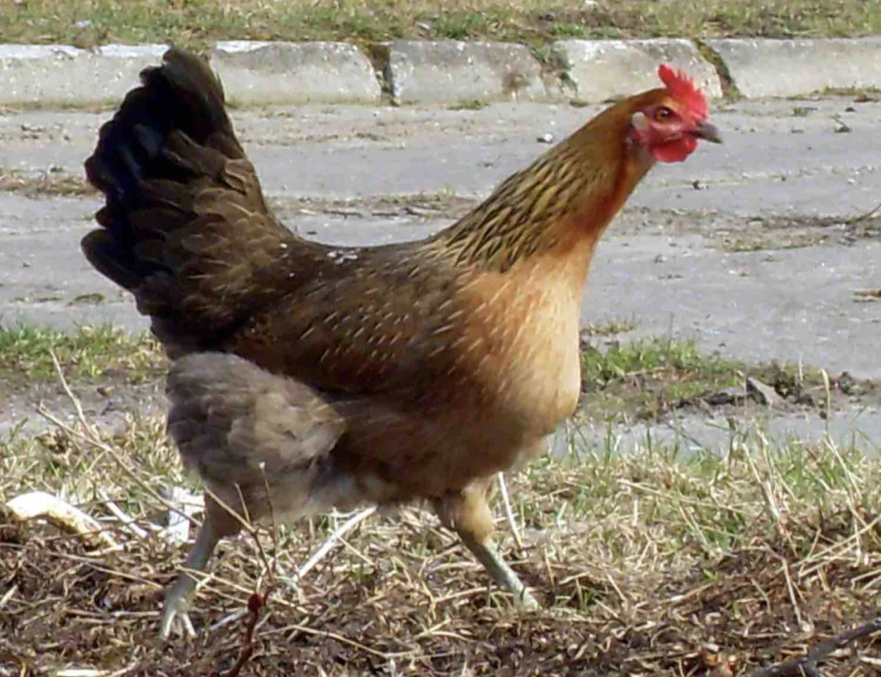 Zwinna kurka zielonon&oacute;żka spaceruje po trawiastym podw&oacute;rku, szukając smakołyk&oacute;w.