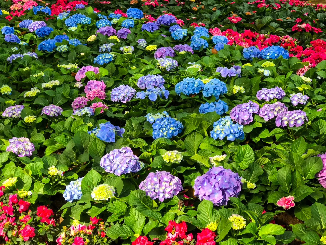 różne odmiany hortensji i ich kwiaty