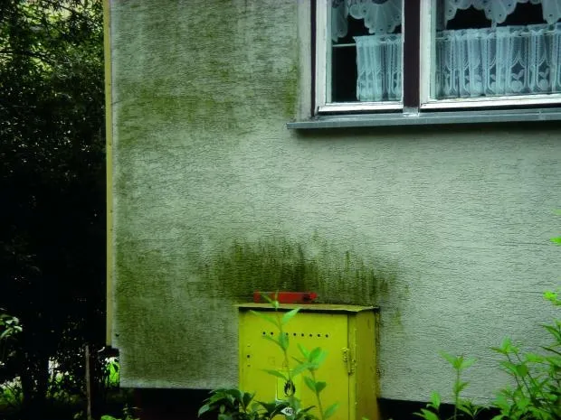 rodzaje zabrudzeń elewacji glony mchy zacieki wykwity solne
