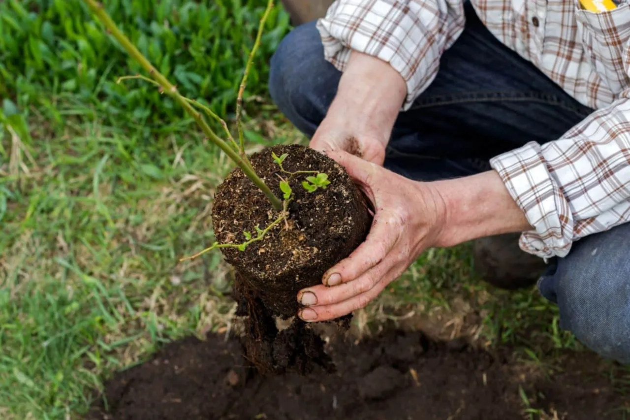 Dłonie trzymają bryłę korzeniową młodej bor&oacute;wki amerykańskiej, przygotowując ją do sadzenia. Rozmnażanie bor&oacute;wki amerykańskiej zaczyna się od zdrowej sadzonki.