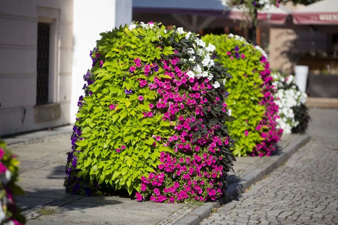 różne typy kwietników kaskadowych