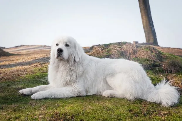 Polskie rasy ps&oacute;w chart polski owczarek nizinny podhalański
