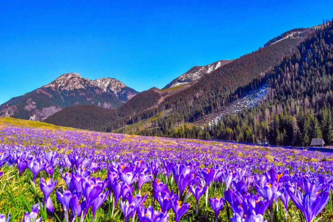 Krokusy Dolina Chochołowska