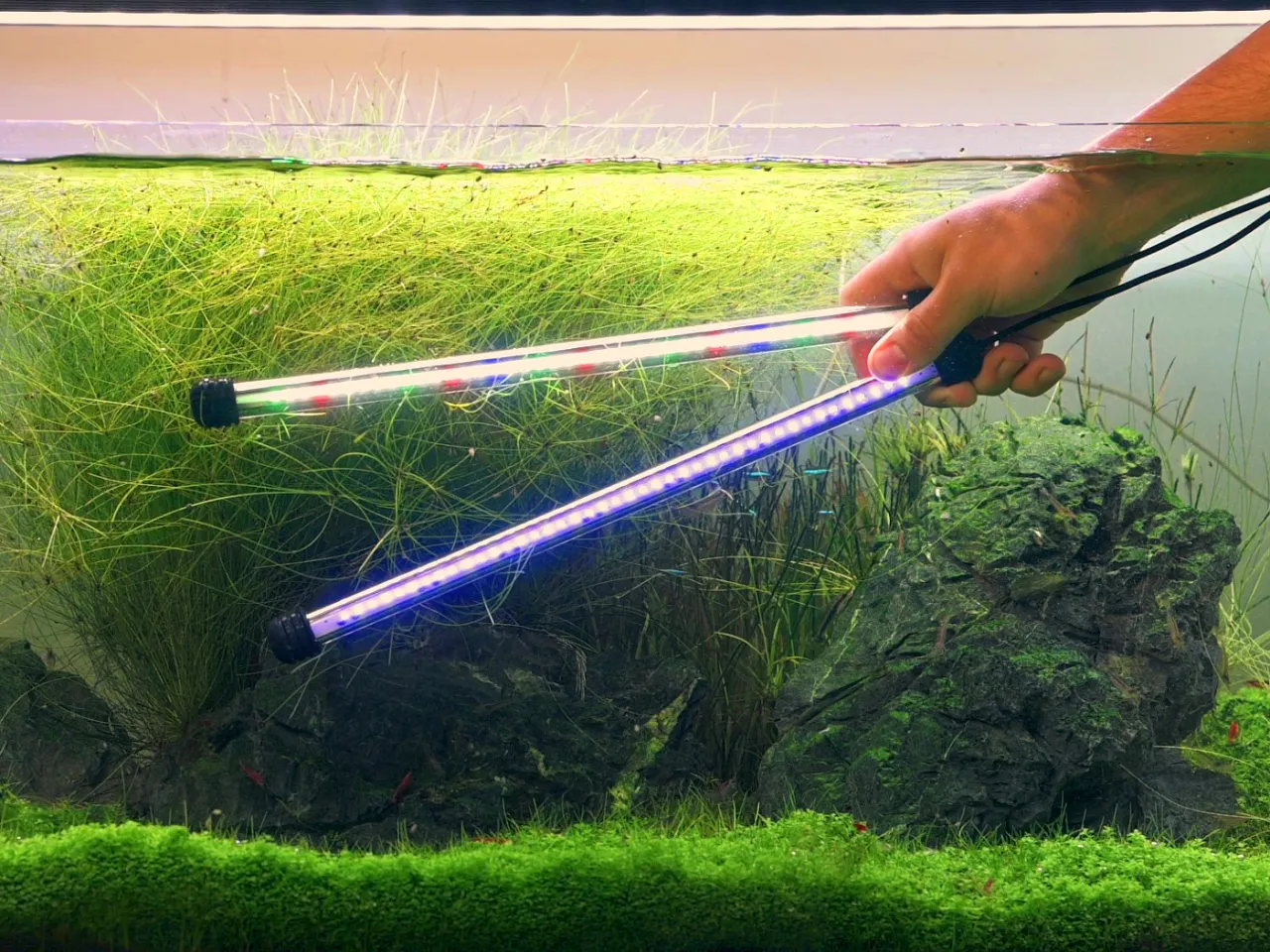 Rybki akwariowe w oświetlonym zbiorniku