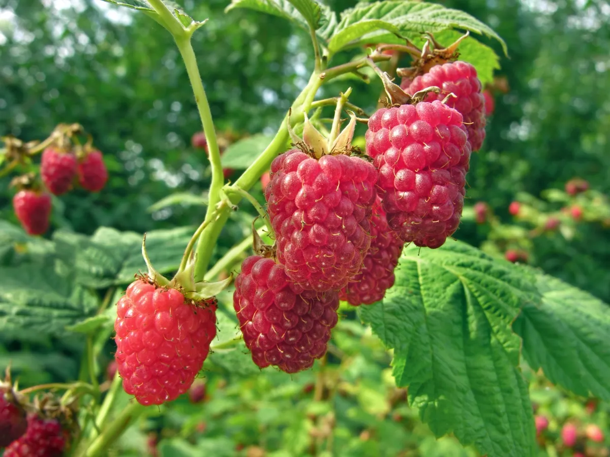 Czynniki wpływające na uprawę malin