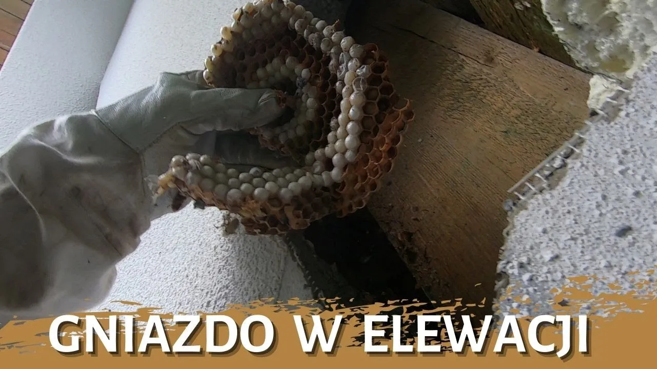 Zdjęcie Skuteczne sposoby jak usunąć osy z elewacji: kompletny poradnik domowy