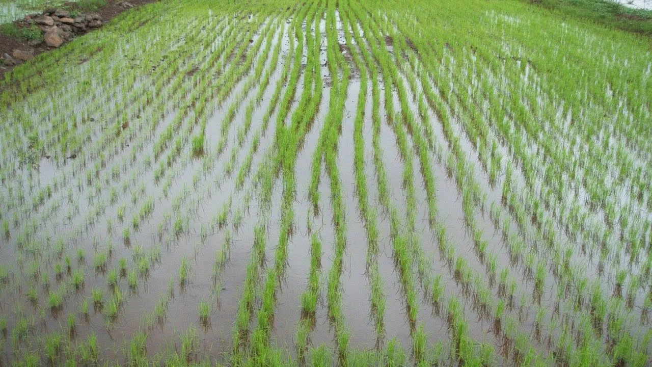 pola ryżowe uprawa