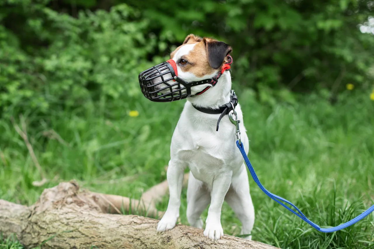 Jack Russell z kagankiem i smyczą, gotowy na wizytę u weterynarza. Jak trzymać psa u weterynarza, by czuł się bezpiecznie.