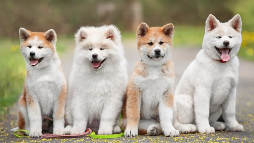 Różne rasy szczeniąt obok siebie