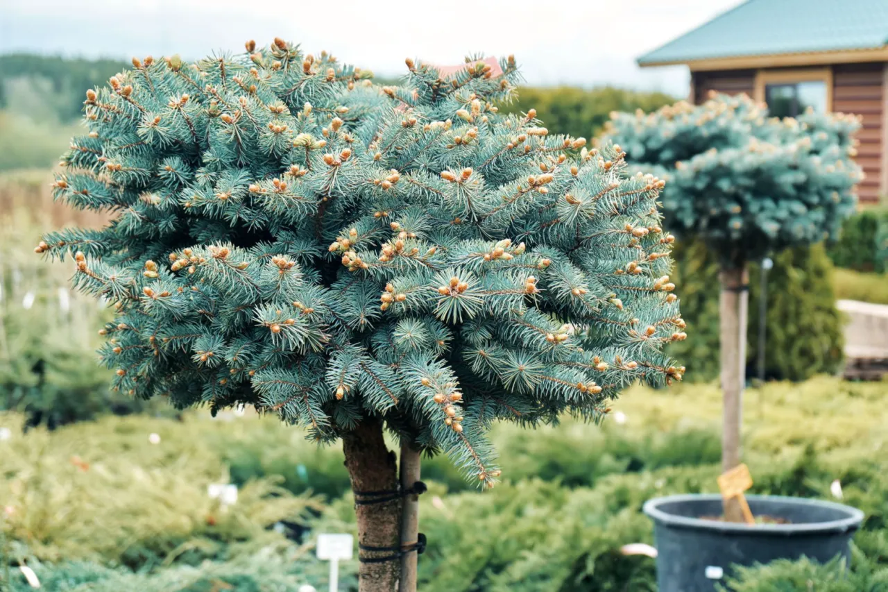 Iglaki o r&oacute;żnych kształtach: kuliste, kolumnowe, szczepione na pniu