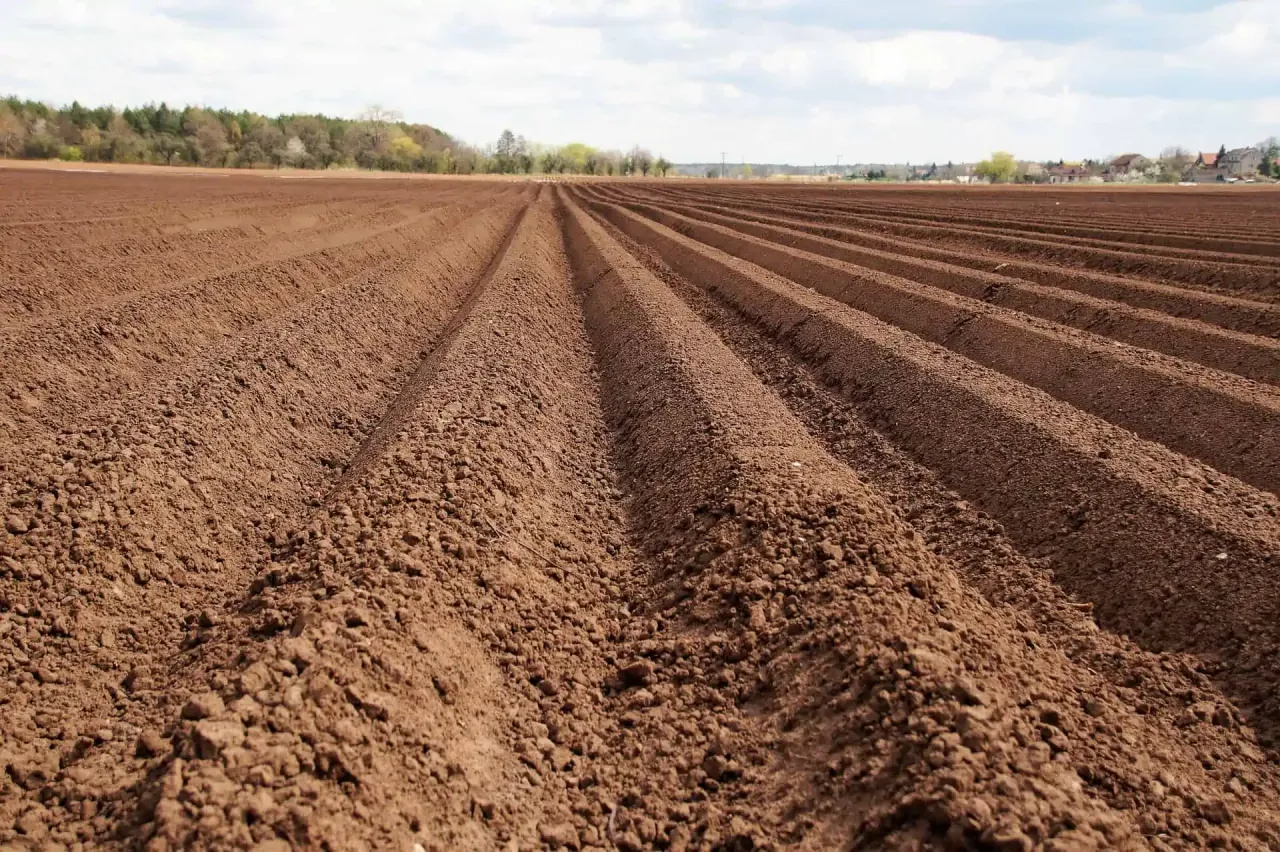 Rośliny na gleby płowe i brunatne przykłady