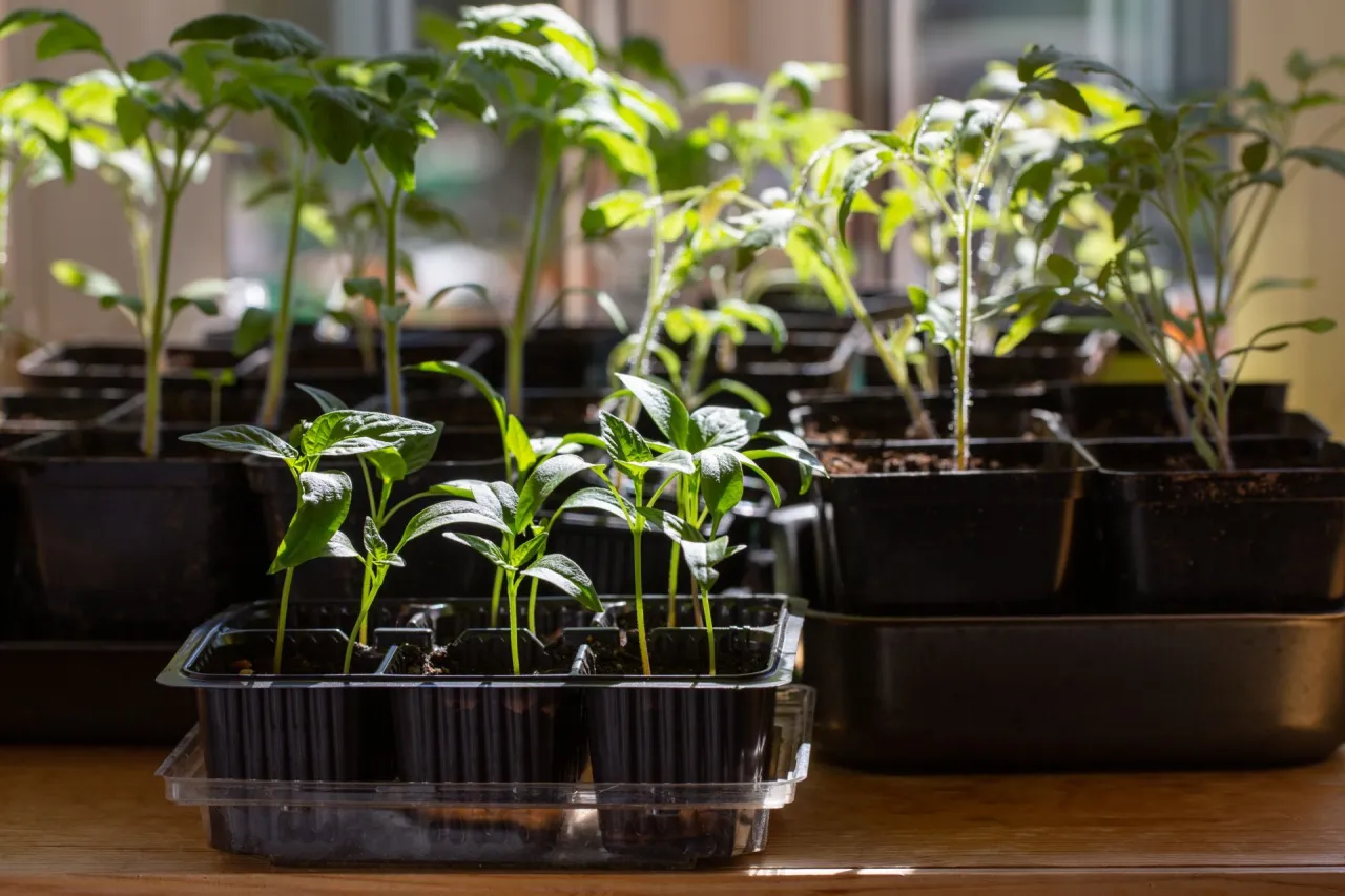 rozsady pomidor&oacute;w i papryki