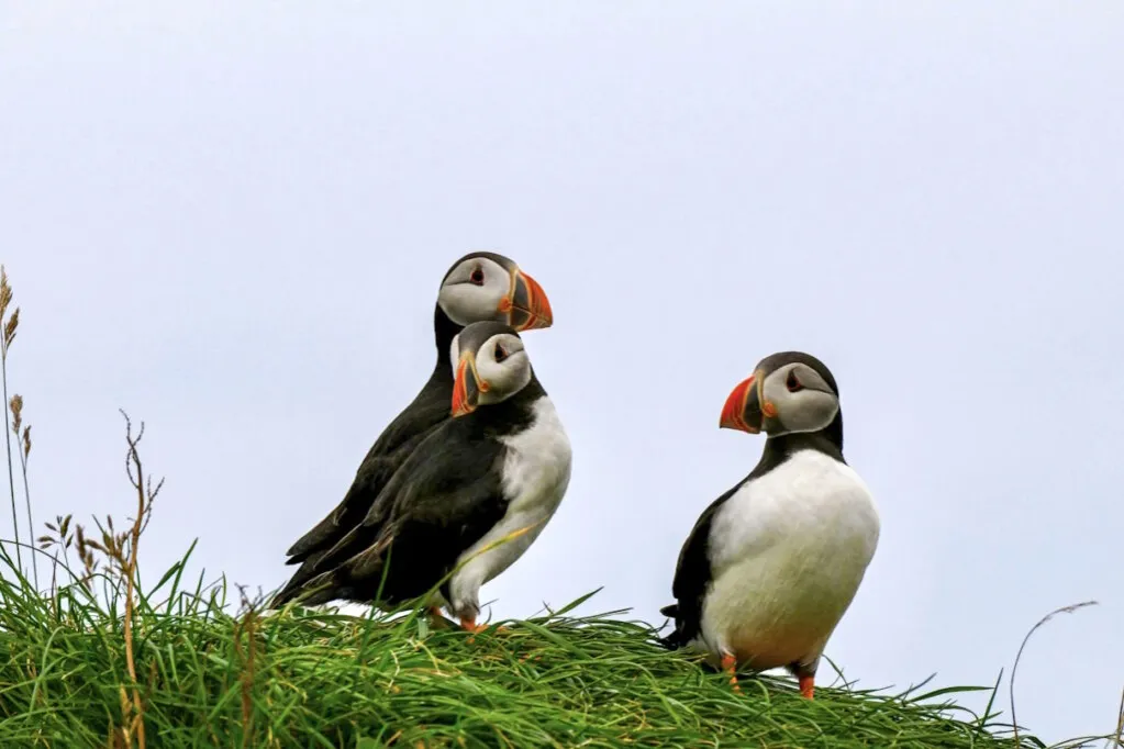 Wyspy Owcze lato trekking maskonury